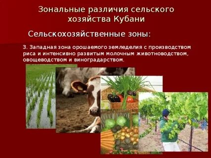 Укажите особенности развития животноводства на кубани 19