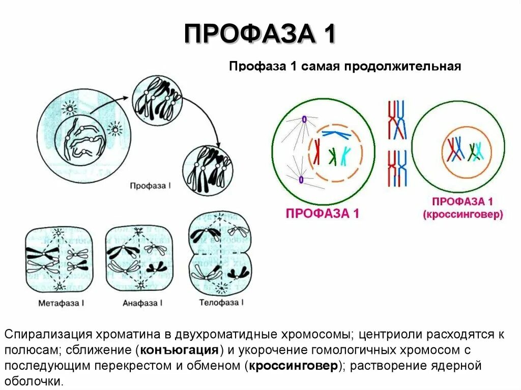 Образование двухроматидных хромосом спирализация хромосом. Стадии профазы 1 мейоза. Профаза 1 хромосомы. Мейоз 1 двухроматидные хромосомы. Профаза 1 мейоза хиазмы и кроссинговер.