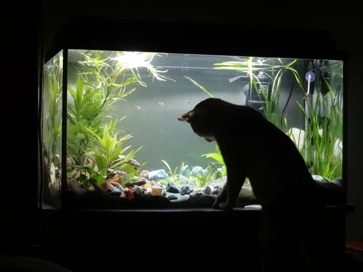 Подсветка для аквариума. Подсветка для аквариума. Аквариум ночью. Подсветка для аквариума. Монитор аквариум.