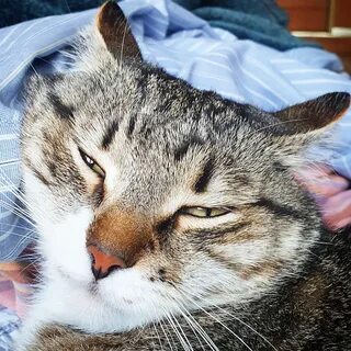 Приятная кошка