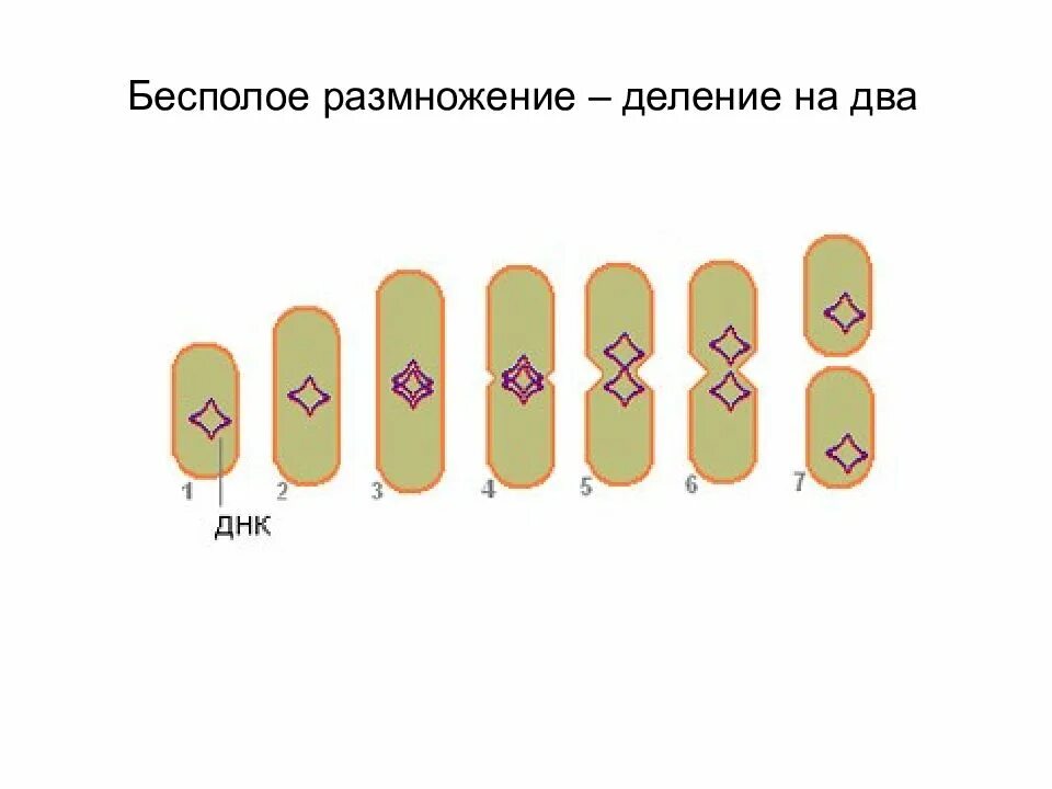 Деление клетки пополам. Деление бактерий размножение бесполое размножение. Бесполое размножение бактерий. Размножение бактерий схема. Типы бесполого размножения бактерий.