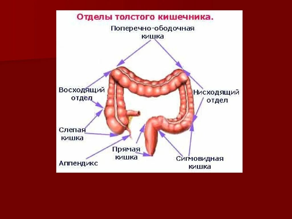 Название толстой кишки. Отделы Толстого кишечника. Нисходящий отдел кишечника. Восходящий отделькишечника. Толстая кишка расположение.