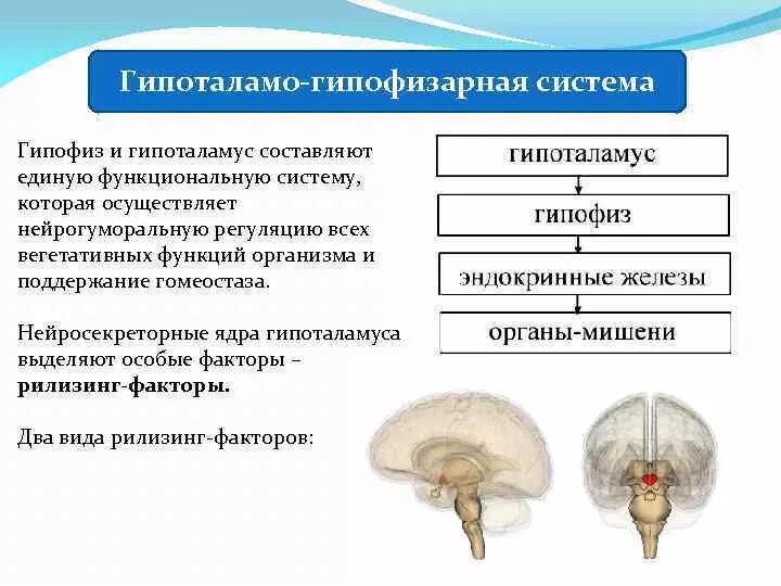 Гипоталамо гипофизарная система функции. Эндокринная система гипоталамо-гипофизарная система. Гипоталамо-гипофизарная система, ее роль в организме. Гипоталамо-гипофизарная система регуляции эндокринной деятельности.