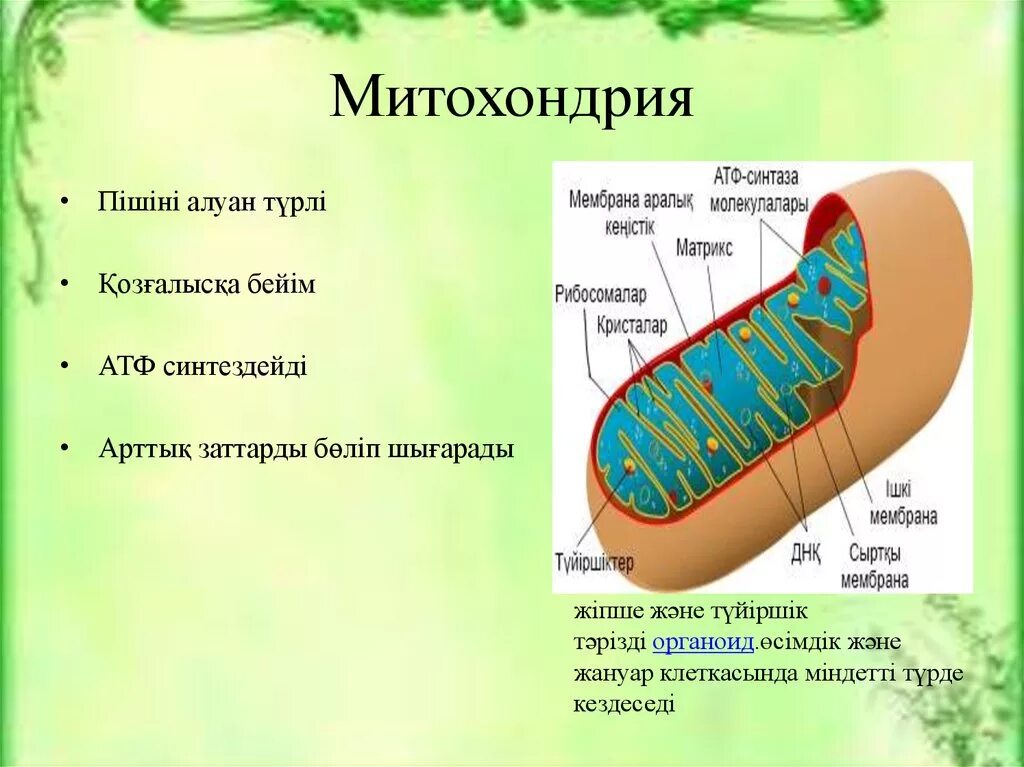 Функции митохондрий 1. Мембрана митохондрий. Митохондрии у бактерий. Кол мембран в митохондрии.