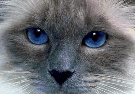 Котики с красивыми глазами