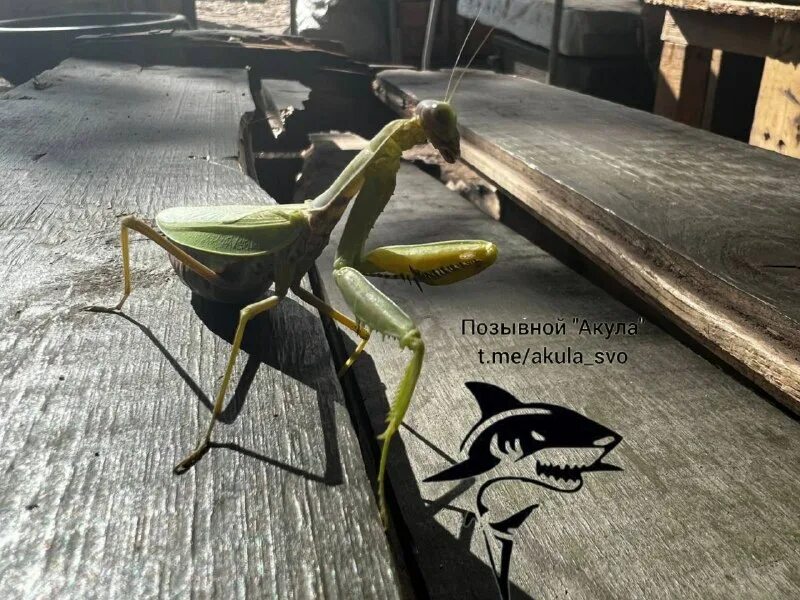 позывной акула телеграмм
