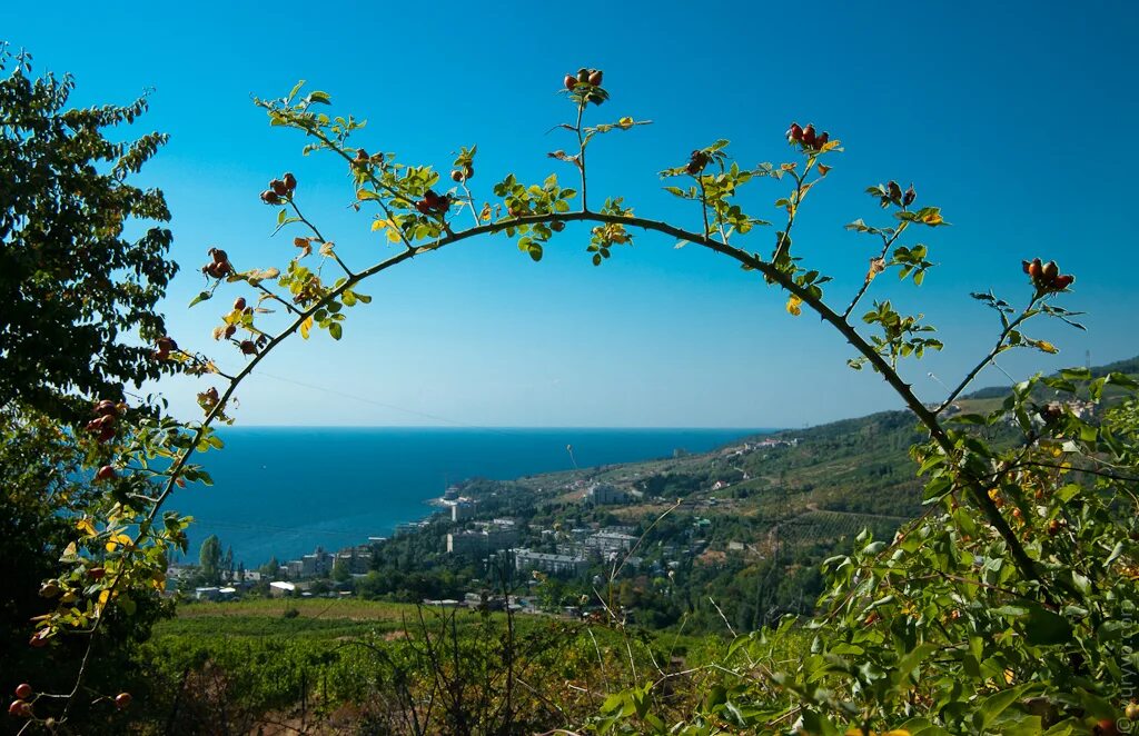 Южный берег Крыма. Климат Южного побережья Крыма. Шибляк Крым ЮБК. РЕФЛОРА южнобережной зоны Крыма.