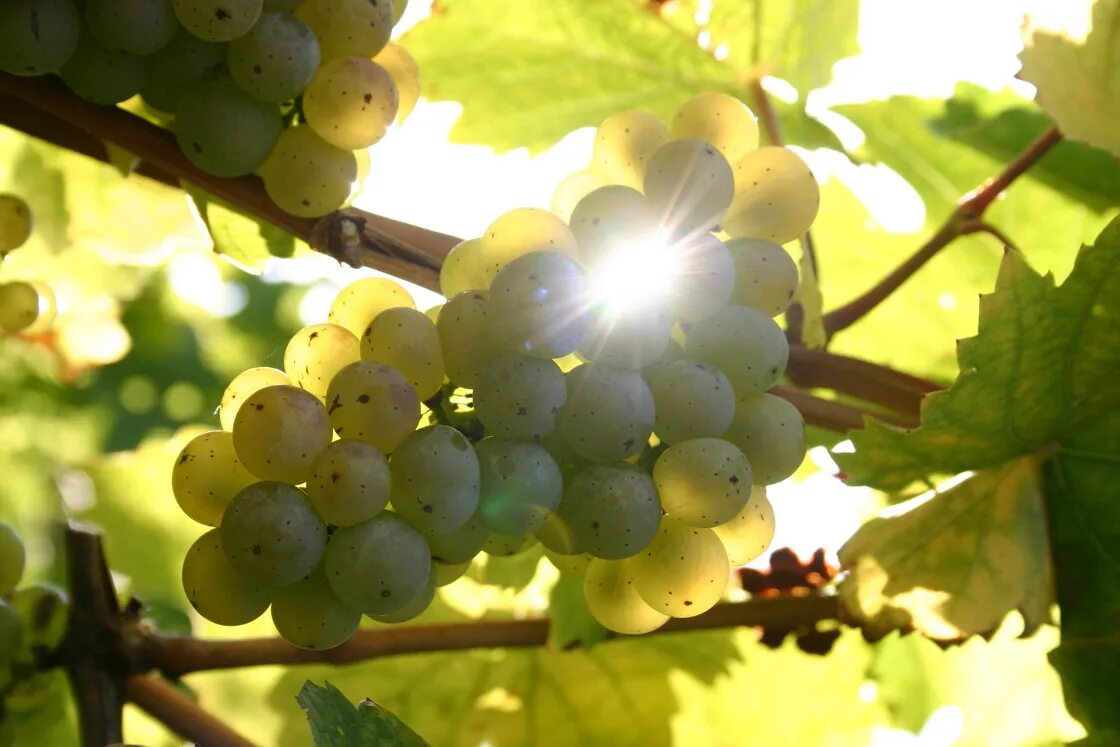 рислинг рейнский виноград. сорта винограда из германии с фотографиями. рислинг лоза. немецкие сорта винограда. сильванер сорт винограда.