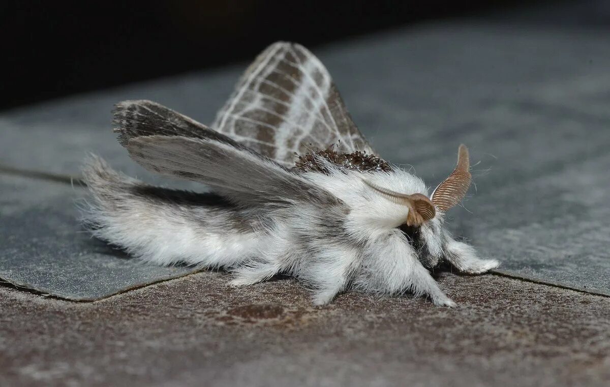 Пуделевый мотылек. Венесуэльский пудель. Венесуэльский мотылёк-пудель. Тутовый шелкопряд бабочка. Венесуэльский мотылёк-пудель.