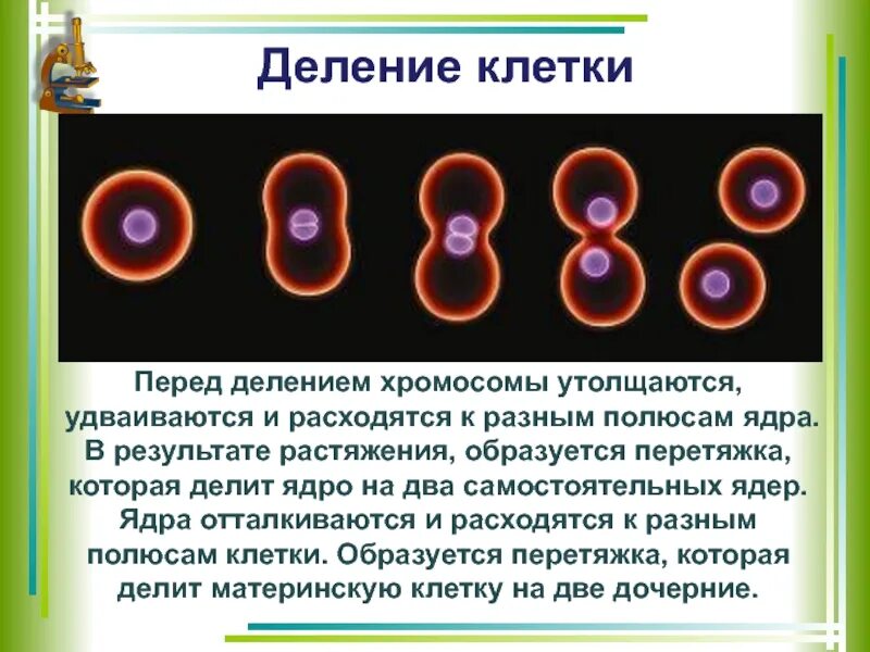 Деление клетки. Схема деления клетки человека. Деление ядра клетки. Процесс деления клетки. Жизнь клетки до ее деления