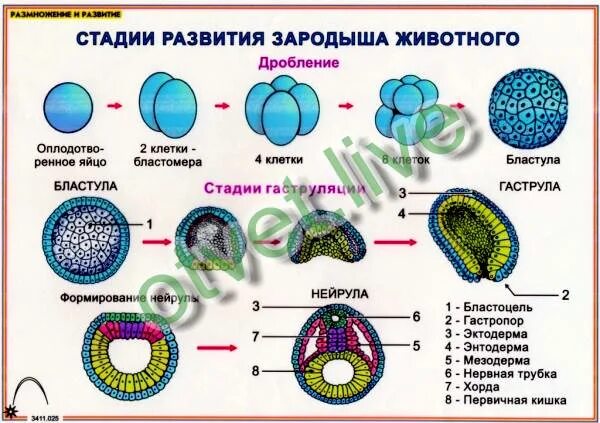 Установите последовательность этапов эволюции организмов. Дробление бластула гаструла нейрула. Этапы эмбрионального развития лягушки. Стадии развития зародыша животного. Стадии эмбрионального развития хордовых.