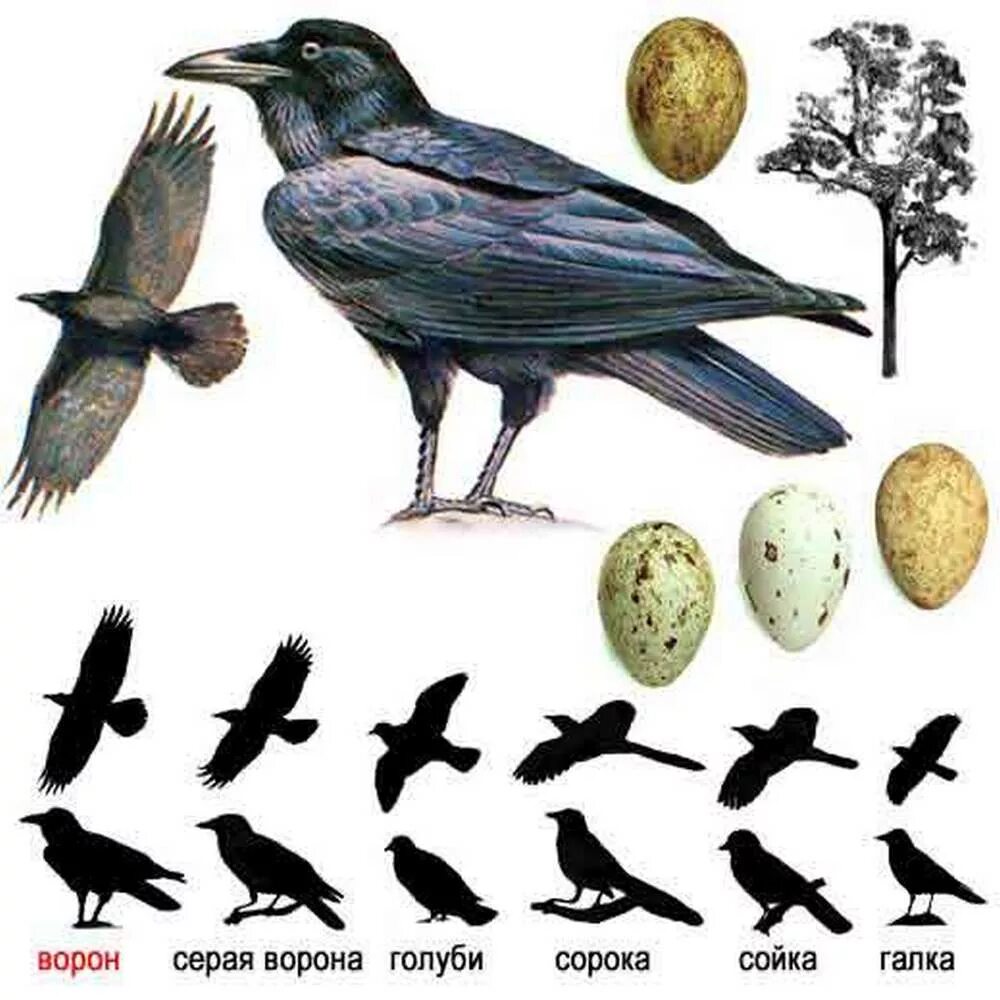 Ворон Грач Галка сорока отличия. Галка семейство вороновых. Галки семейство врановых. Галка ворона ворона Грач сорока. Как отличить грача