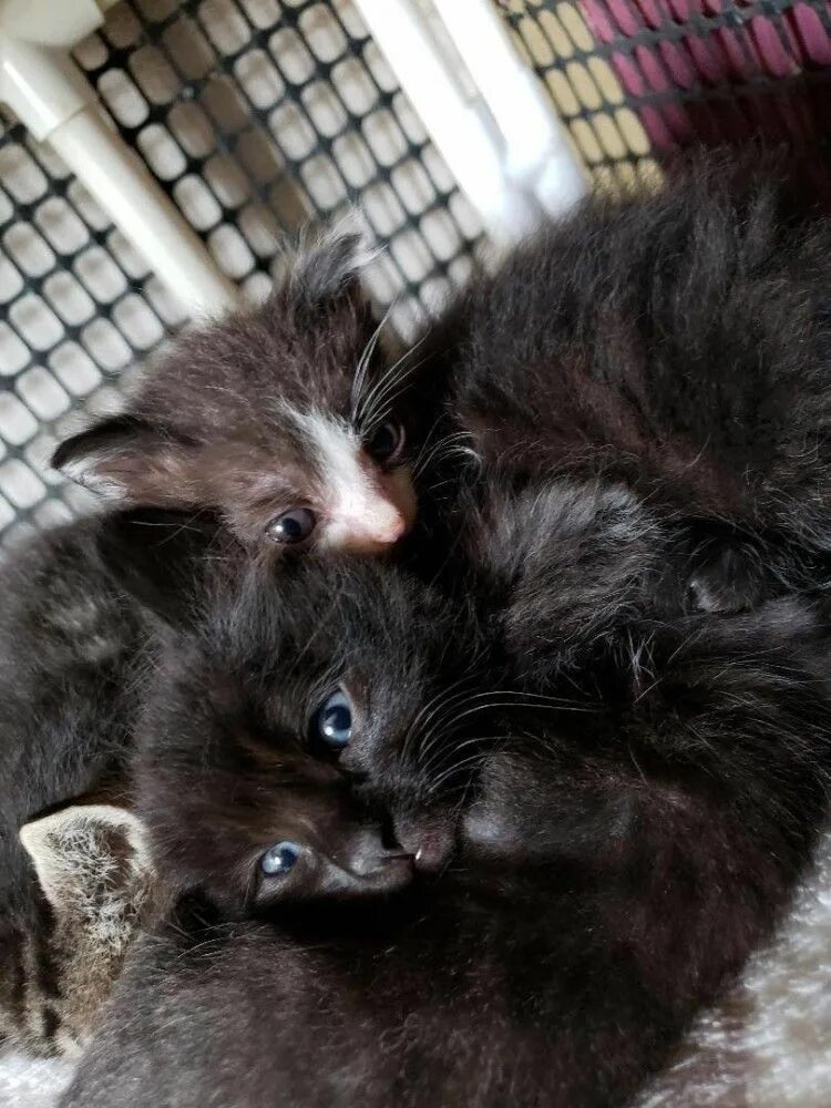 Котенок пьет из бутылочки. Котёнок и его человек. Новорожденные котята. Маленькие котята без мамы. Котенок кушает у матери.