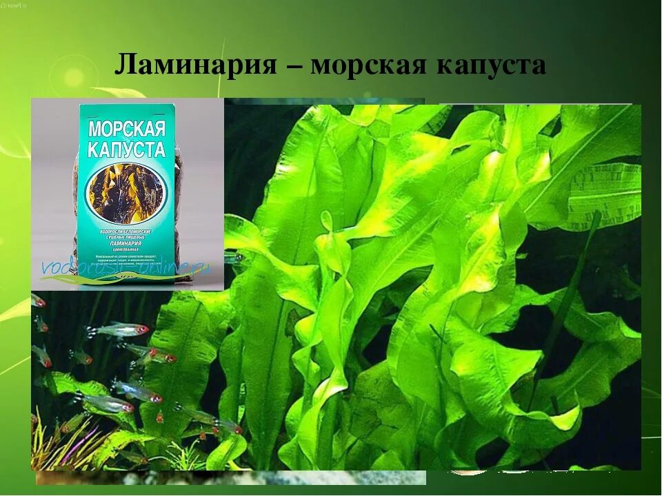 Виды ламинарии. Бурые водоросли ламинария. Морская капуста ламинария. Ламинария или морская капуста. Съедобная бурая водоросль, "морская капуста".