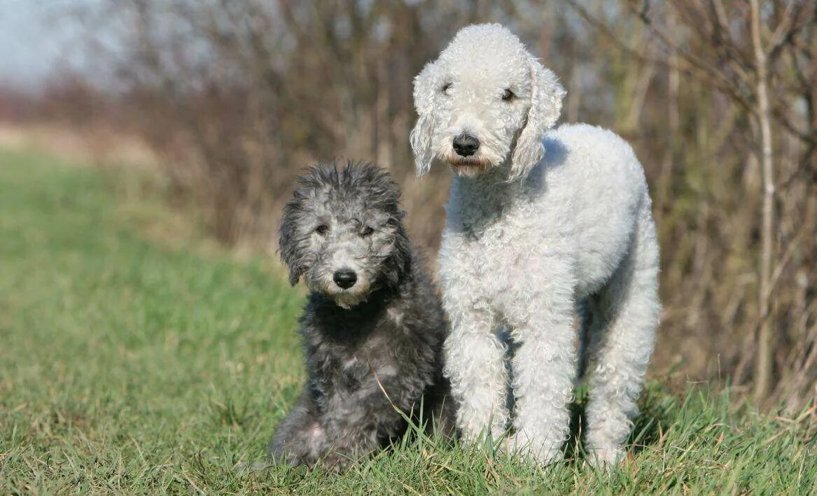 Бедлингтон терьер. Бедлингтон терьер. Бедлингтон терьер нестриженный. Бедлингтон терьер. Бедлингтон терьер серый.