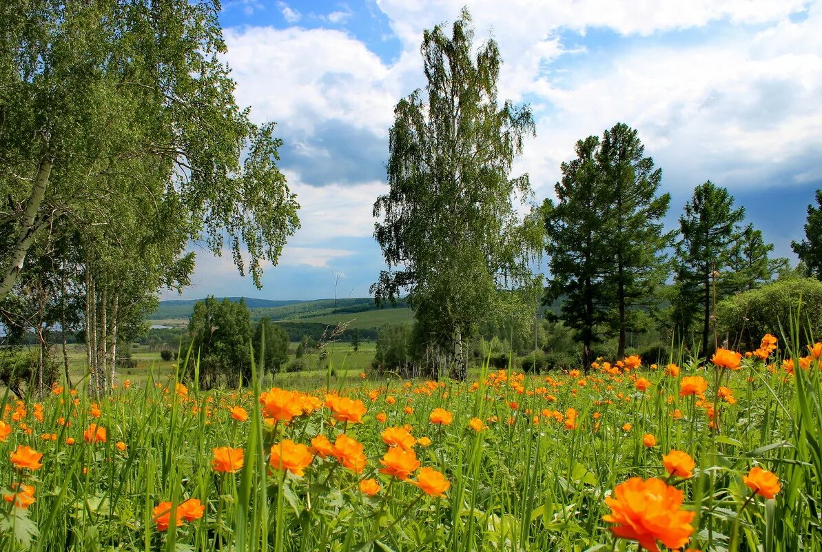 Родной край красноярского края