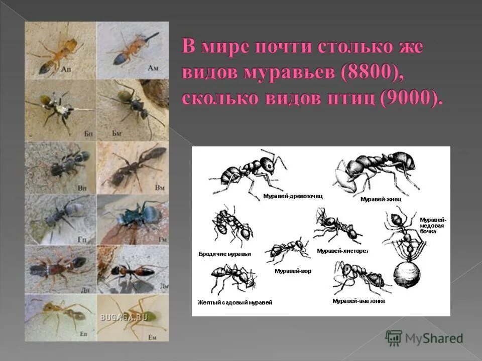 Муха шмель. Изумрудная оса самец. В каких насекомых превращался князь. Превращение князя гвидона. В каких насекомых превращался князь.