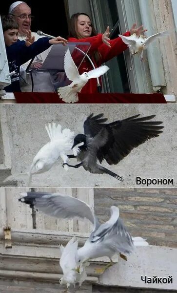 Папа Римский голуби Украина. Папа Римский ворона и Чайка. Чайка и ворон напали на голубей папы Римского. Папа Римский голубь и Чайка.