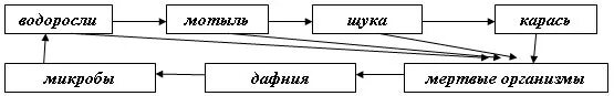 Пищевая цепочка водоема 3 класс. Круговорот веществ в водоеме. Цепь питания в озере схема. Круговорот цепи питания в водоеме.