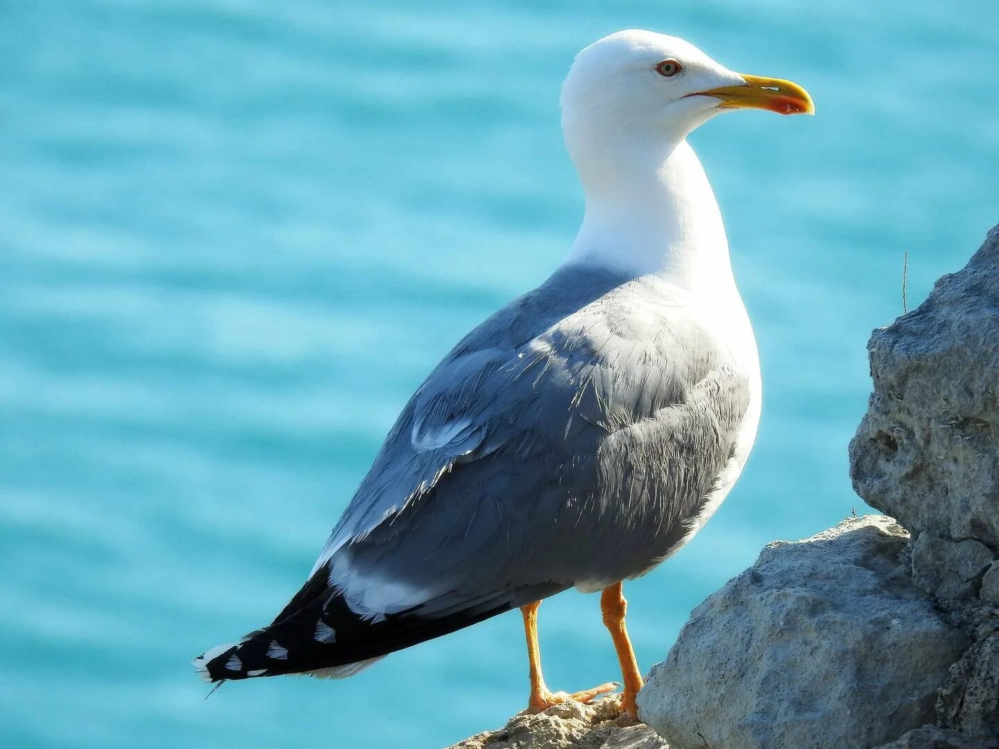 Средиземноморская Чайка. Larus michahellis. Черноклювая Чайка Крыма. Чайка Крым птица.