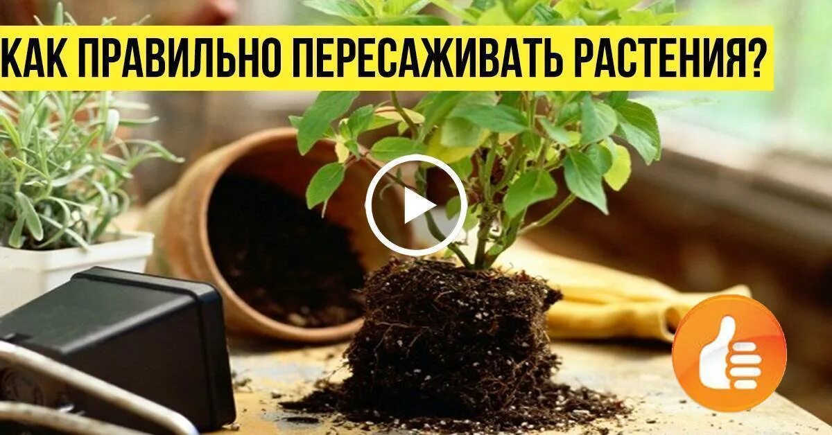 Когда можно пересадить цветы в июле 2025. Когда пересаживать комнатные растения в апреле 2025. можно сегодня пересаживать комнатные цветы. в какой день лучше пересаживать комнатные цветы. можно ли сегодня пересаживать комнатные растения.