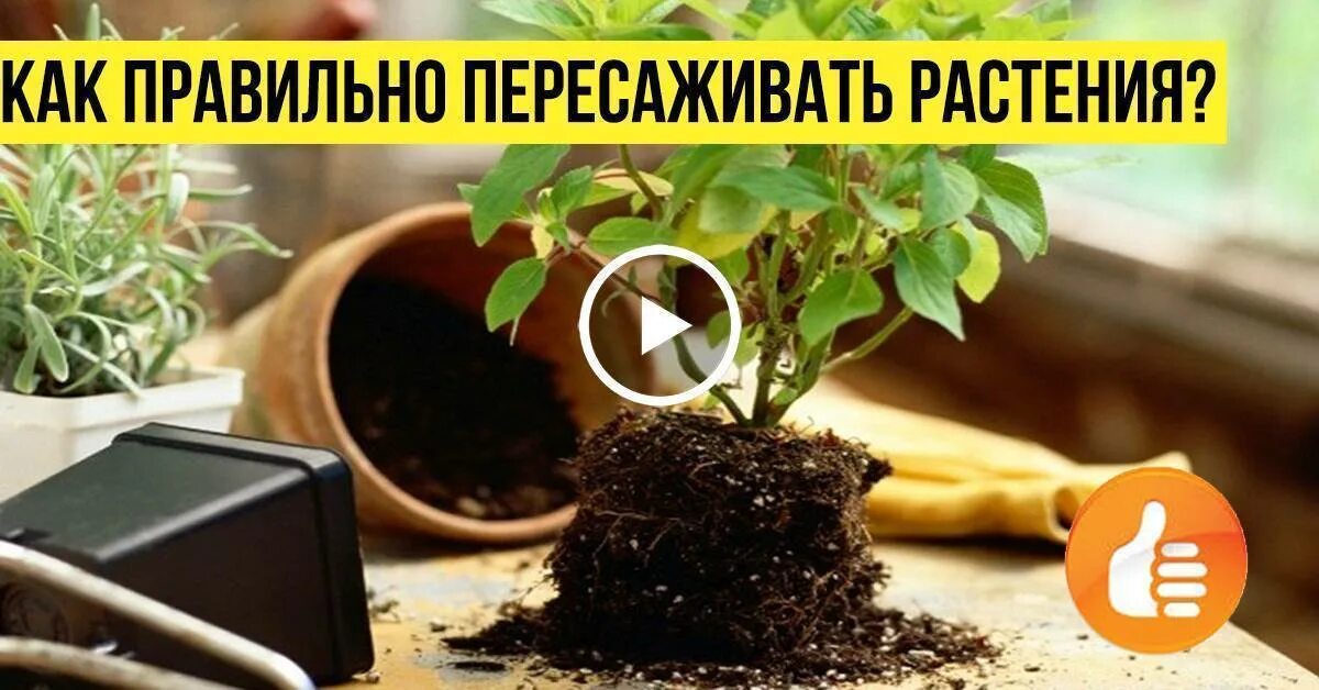 Пересадка комнатных растений в дренаж. Пересадка домашних цветов в марте 2024. Можно сегодня пересаживать комнатные цветы. Рисунки пересадка комнатных растений весной. Пересадка комнатных цветов в феврале 2024 года