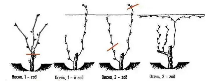 Обрезка куста винограда. Обрезка винограда летом для начинающих. Обрезка винограда 2 года весной. Весенняя обрезка винограда 2 года. Обрезают ли виноград весной
