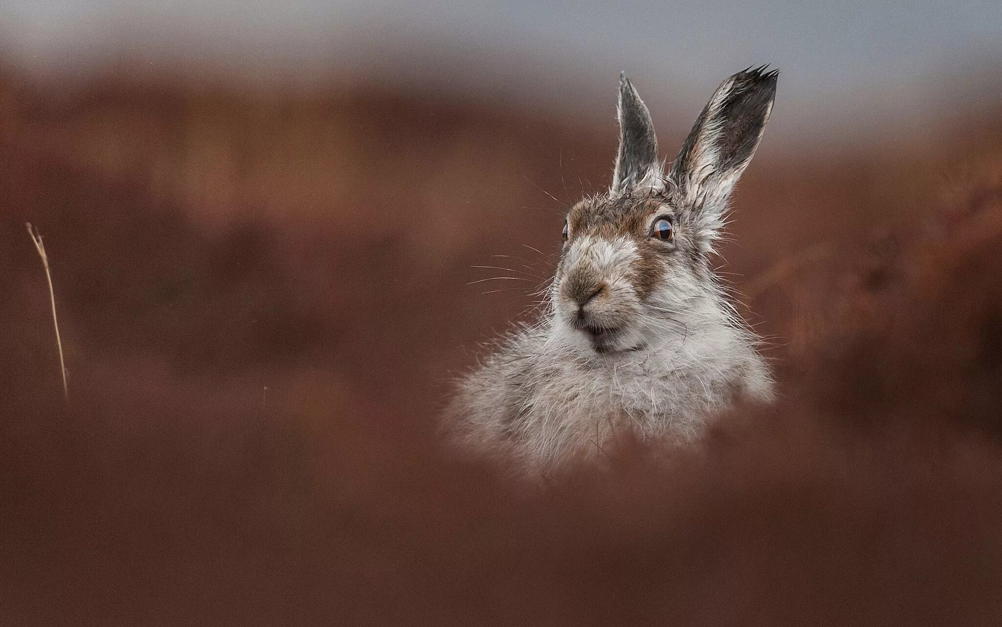 Hare&#039;s