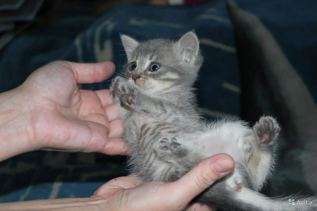 Купить котенка мальчика. Котята мальчики в добрые руки. Павлово котята мальчики. Котенок мальчик в добрые руки Чебоксары. Выкса русская котята мальчики.