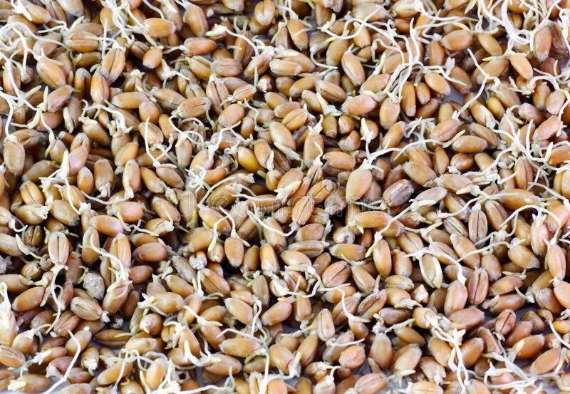 Морозобойные зерна пшеницы. Проросшая пшеница. Морозобойные семена пшеницы. Поврежденное зерно.
