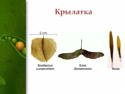 Крылатка сухой или сочный