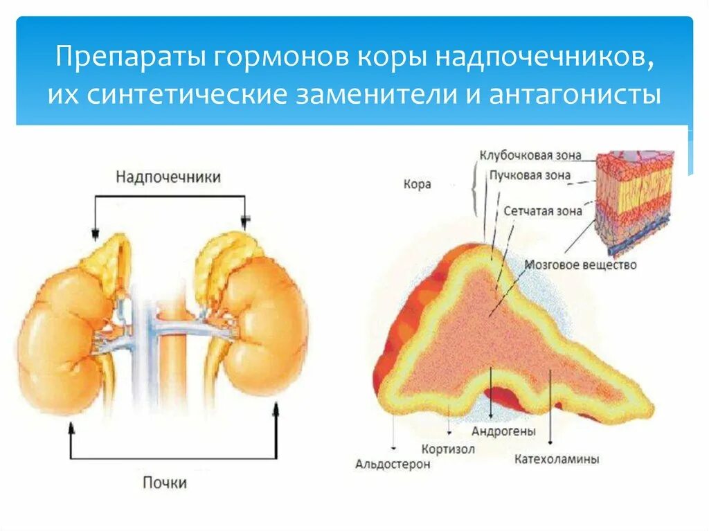 Гормоны коры надпочечников анатомия. Надпочечники строение гормоны зоны.