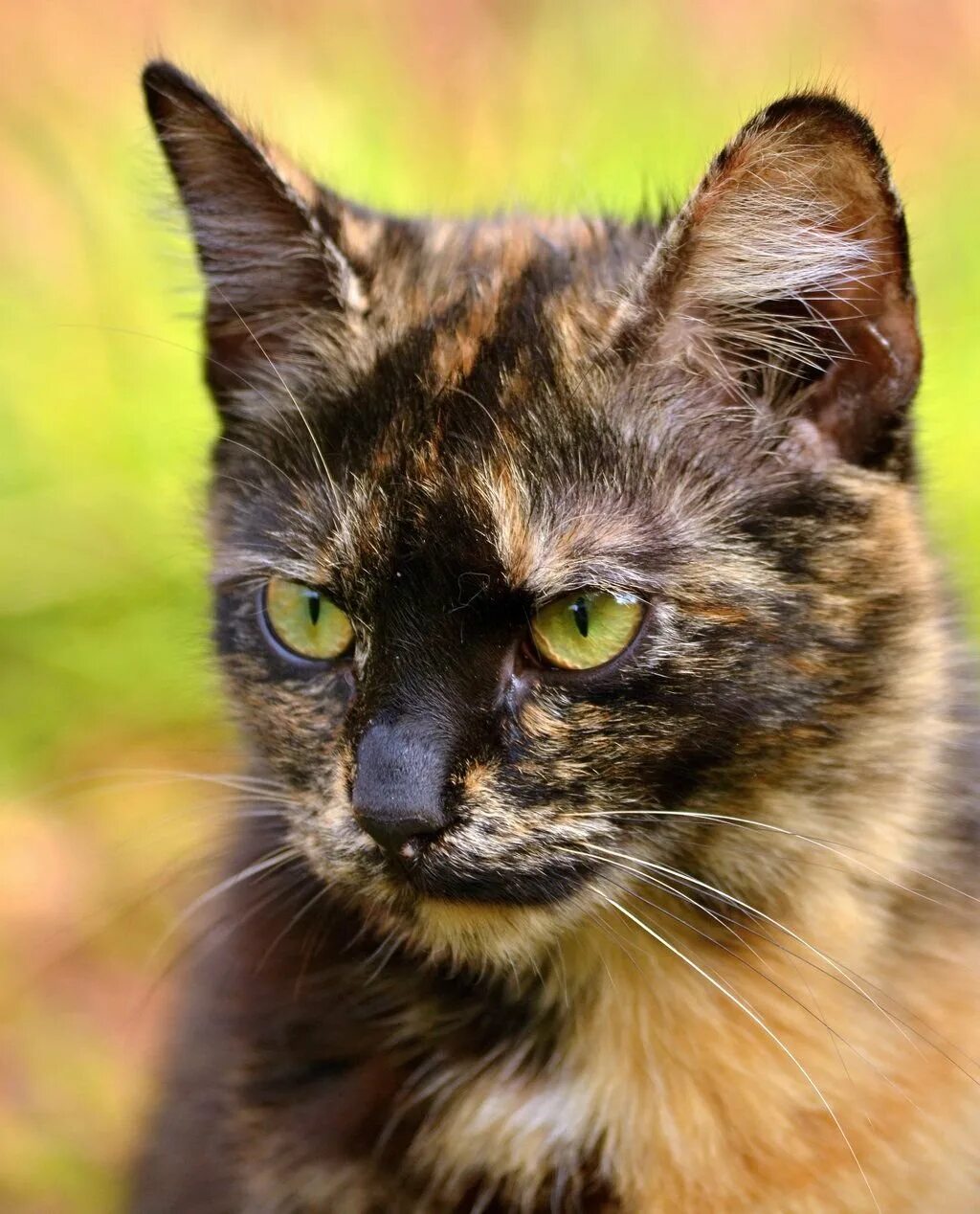 Британская черепаховая кошка. Кот черепахового окраса. Европейская черепаховая кошка. Бурая черепаховая кошка. Черепаховый цвет