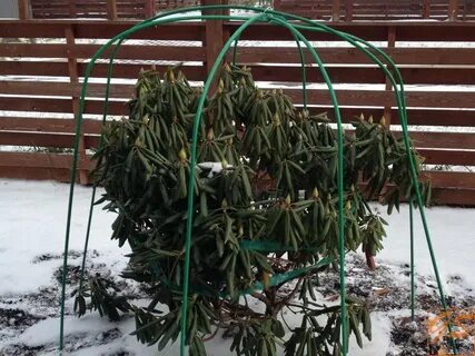 Когда укрывать рододендроны на зиму