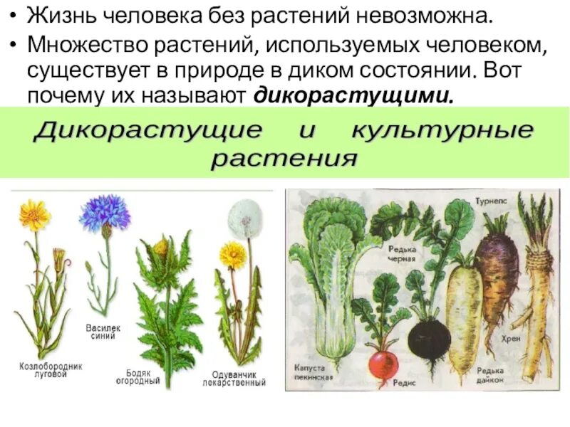 2 примера культурных растений. Дикорастущие и культурные растения. Цветы дикорастущие и культурные. Разнообразие культурных растений. Культурные растения 1 класс.