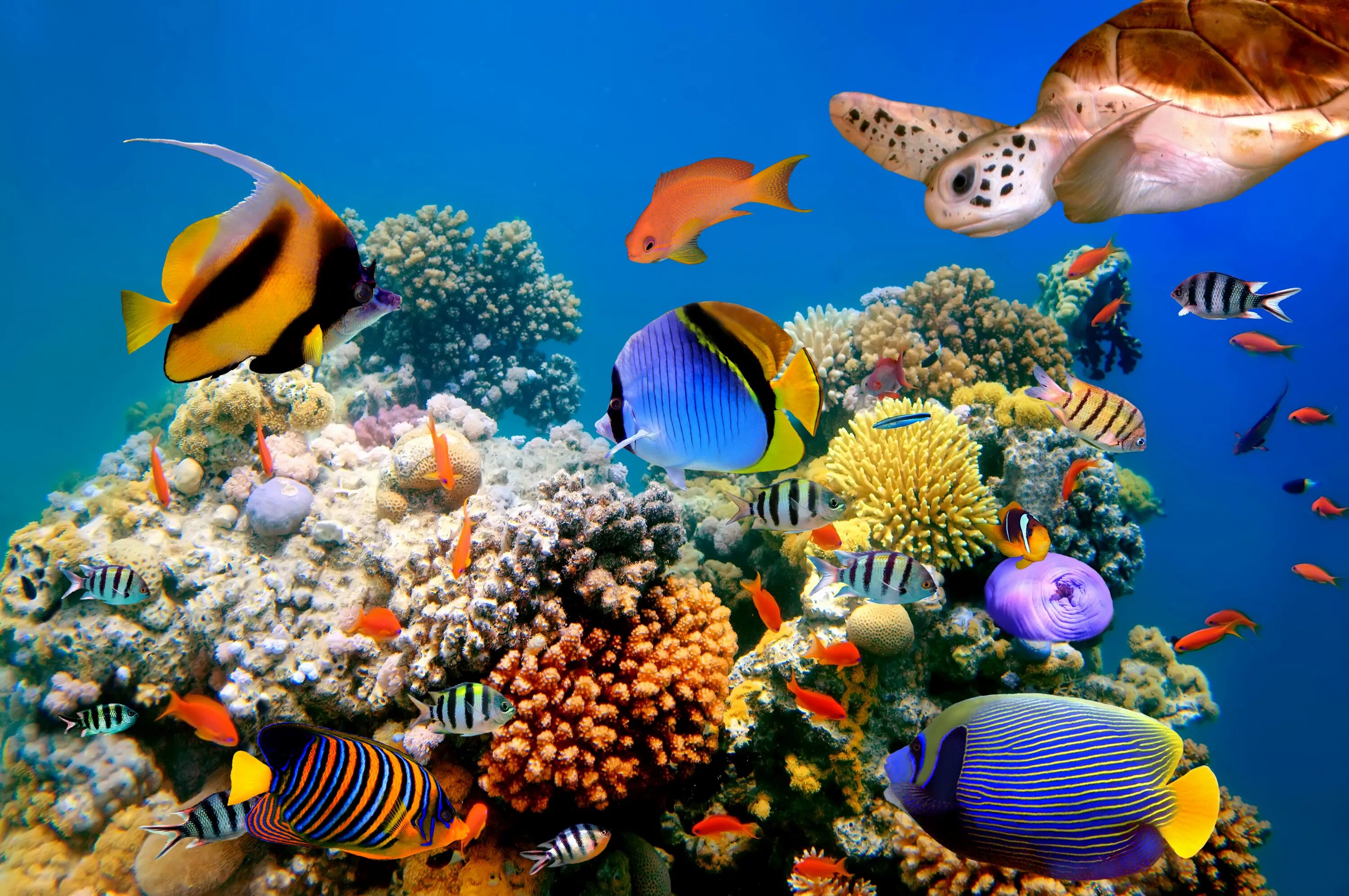 Животные кораллового рифа. Таити коралловые рифы. Рыбки на рифах Шарм Эль Шейх. Подводный мир Египта Шарм-Эль-Шейх. Коралловый риф в Шарм Эль Шейхе.