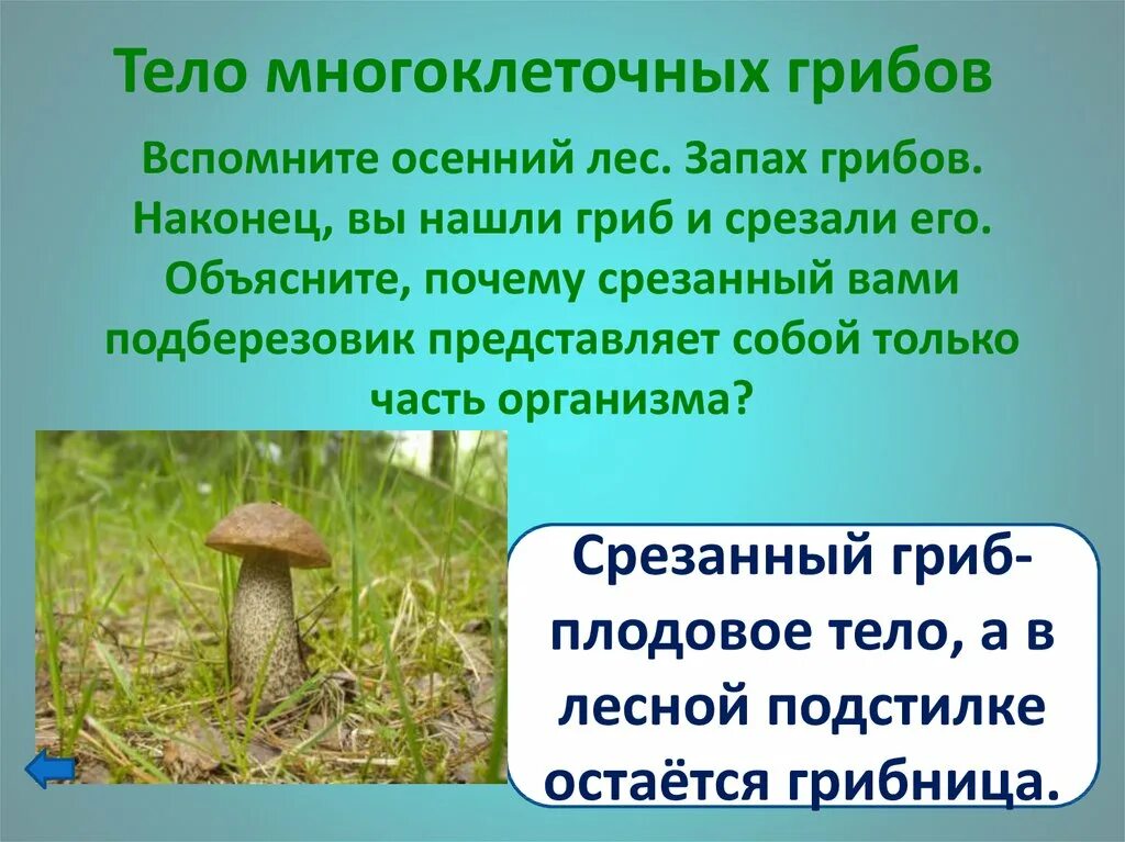 Группы многоклеточных грибов. Многоклеточные грибы. Тело многоклеточного гриба. Многоклеточные грибы многоклеточные грибы. Грибница мухомора многоклеточная?.