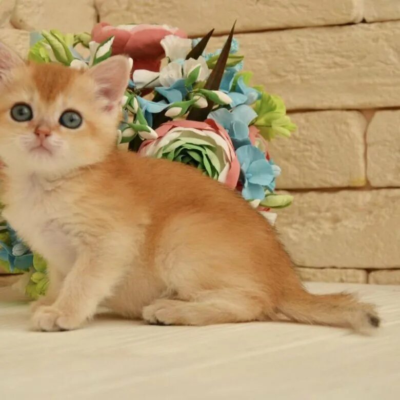 Британская золотая шиншилла. Британская золотая шиншилла. Золотаяшиншилоа лиловая. Золотая шиншилла девочка. Британская кошка золотая шиншилла.