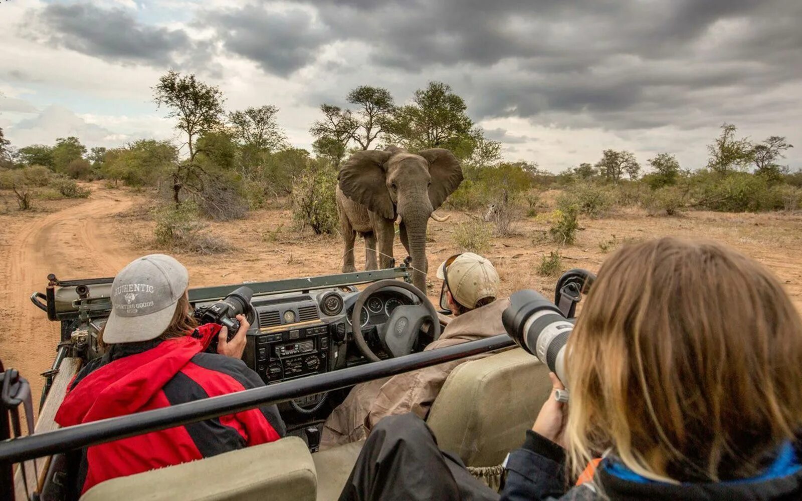 Гепард в траве. Сафари 10. Сафари парк германия серенгети. Юар сафари кейптаун. Тема сафари прически.