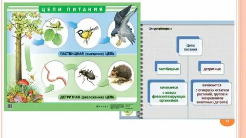 Пастбищная цепь питания