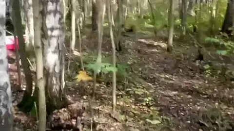 В сосновке нашли