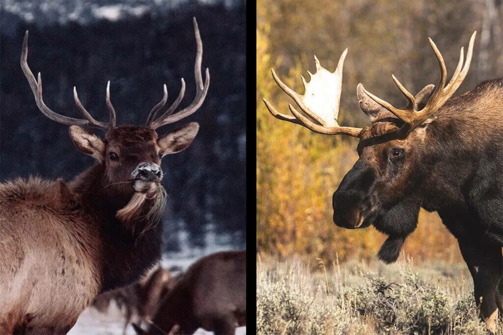 Олень и лось отличия фото. Elk moose. elk лось. олень vs лось. elk moose разница.