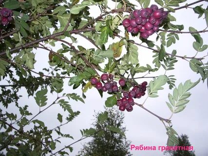 Гранатная севастополь