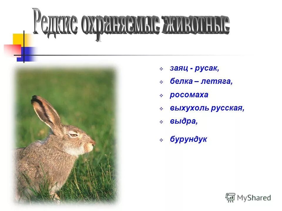 Классификация зайца по биологии 5 класс. Строение ушей зайца русака. строение конечностей зайца русака. строение конечностей зайца беляка. заяц русак интересные факты.