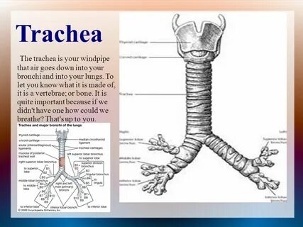 Жесткий трахеи