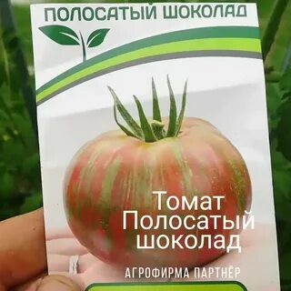 Урожайность томата полосатый шоколад