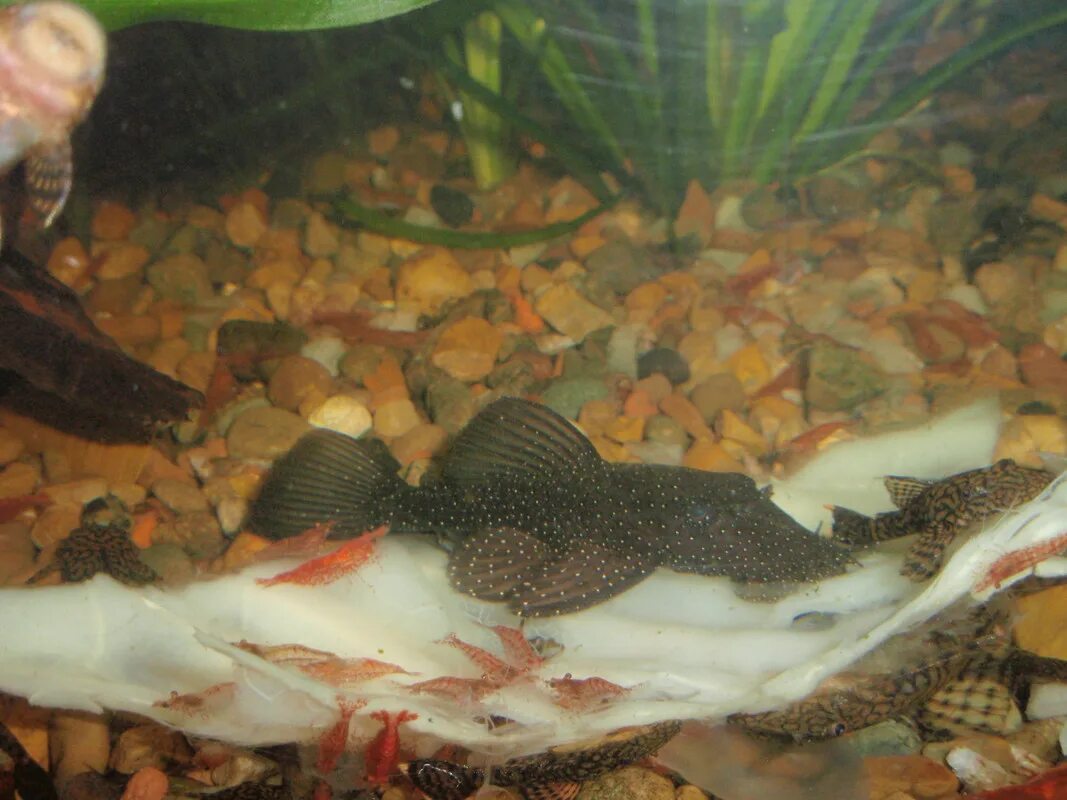 Анциструс желтый. Сом звездный анциструс. Гексамитоз анциструс. Сомик анциструс белый. Стурисома панамская нерест.