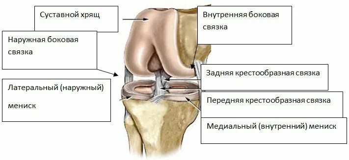 Как лечить крестообразные связки. Как лечить крестообразные связки