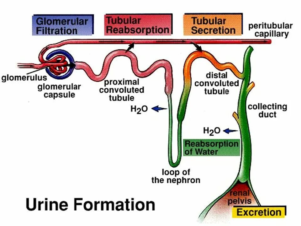 Нефрон ультрафильтрация. Mechanism of urine formation. Urine excretion. Urea reabsorption. Secretion of urine.