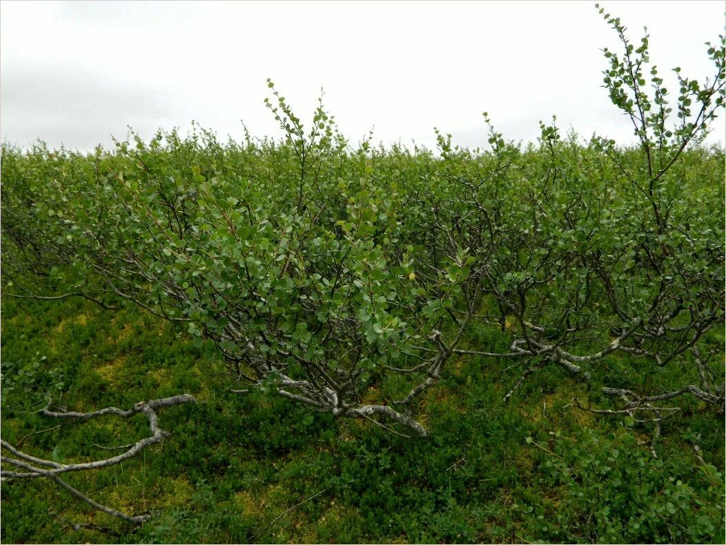 Карликовая берёза в тундре. Береза карликовая Betula Nana. Карликовая берёза в Северной Америке. В тундре растут березы